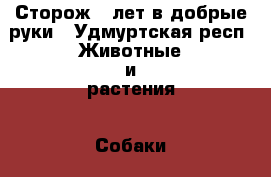 Сторож 5 лет в добрые руки - Удмуртская респ. Животные и растения » Собаки   